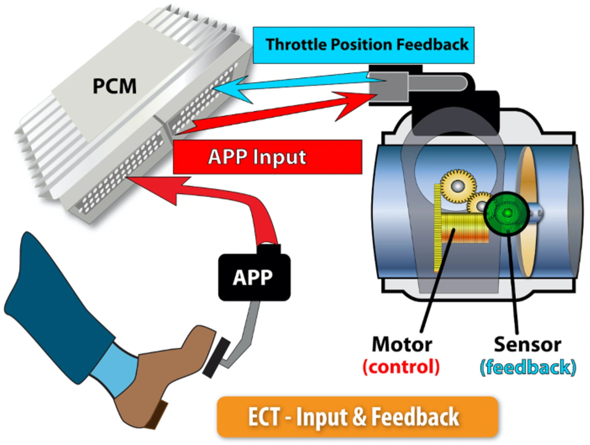 ECT - Input & Feedback