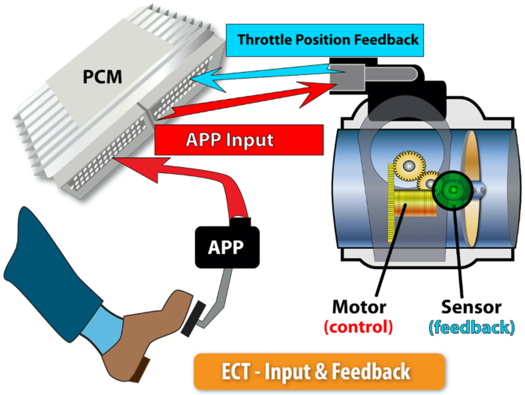 Standard Solution ECT Input and Feedback Diagram